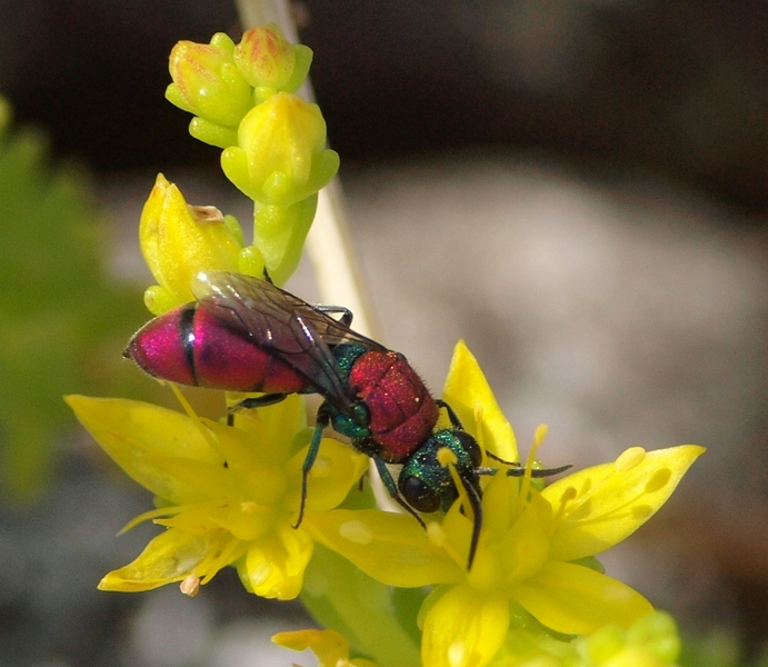 Chrysididae